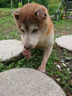 f:id:roukenhome-ann:20190710084129j:plain
