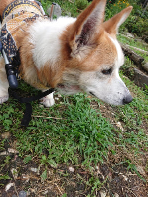 f:id:roukenhome-ann:20190710084134j:plain