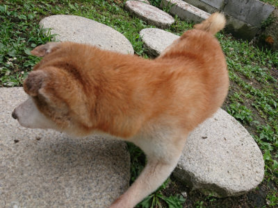f:id:roukenhome-ann:20190710084144j:plain