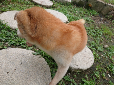 f:id:roukenhome-ann:20190710084149j:plain