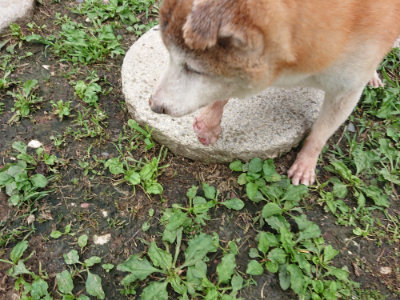 f:id:roukenhome-ann:20190710084154j:plain
