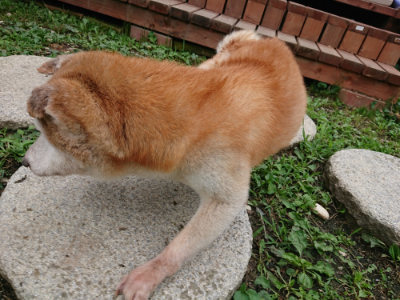 f:id:roukenhome-ann:20190710084200j:plain