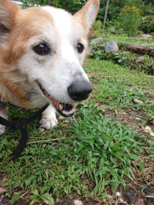 f:id:roukenhome-ann:20190710084223j:plain