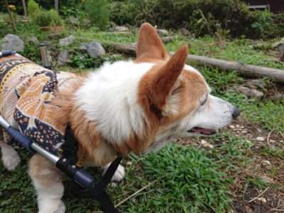 f:id:roukenhome-ann:20190710084235j:plain