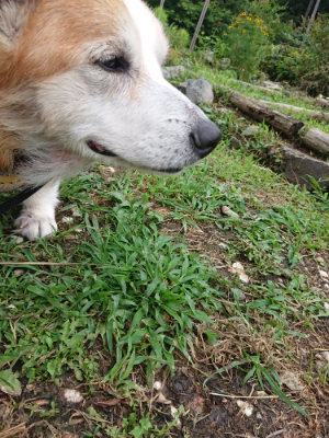 f:id:roukenhome-ann:20190710084309j:plain