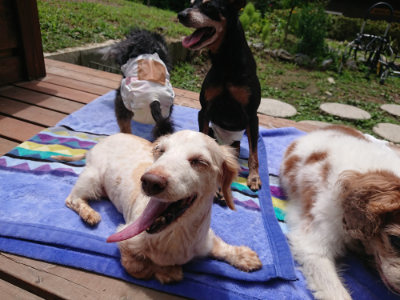 f:id:roukenhome-ann:20190710084420j:plain
