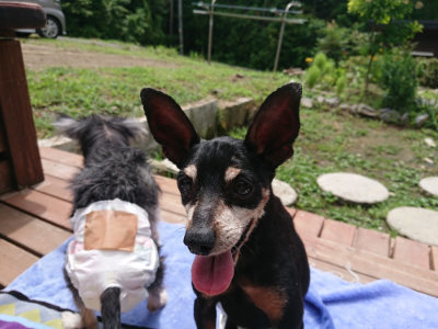 f:id:roukenhome-ann:20190710084515j:plain
