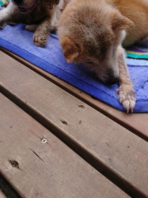f:id:roukenhome-ann:20190710084800j:plain