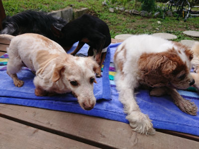 f:id:roukenhome-ann:20190710084824j:plain