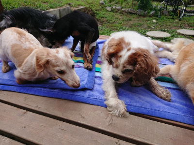 f:id:roukenhome-ann:20190710084850j:plain