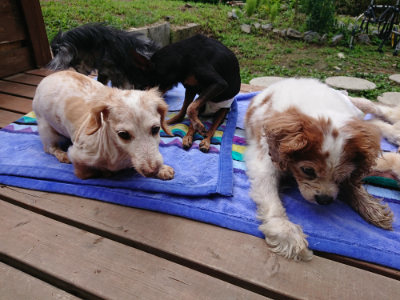 f:id:roukenhome-ann:20190710084856j:plain