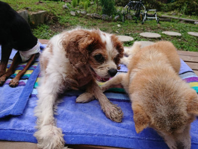 f:id:roukenhome-ann:20190710084940j:plain