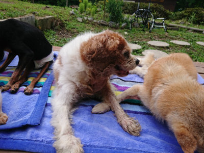 f:id:roukenhome-ann:20190710084945j:plain