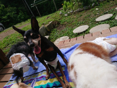 f:id:roukenhome-ann:20190710085006j:plain