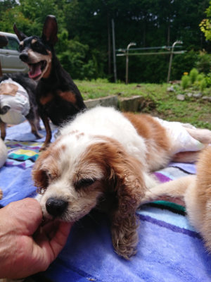 f:id:roukenhome-ann:20190710085021j:plain