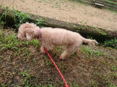 f:id:roukenhome-ann:20190710085044j:plain