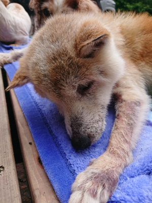 f:id:roukenhome-ann:20190710085234j:plain