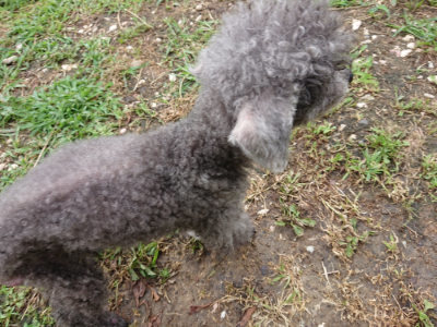 f:id:roukenhome-ann:20190710085310j:plain
