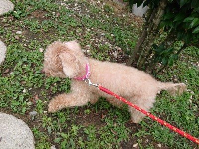 f:id:roukenhome-ann:20190710085320j:plain