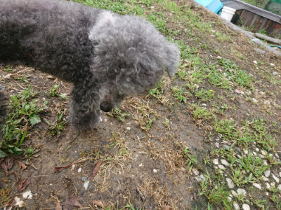 f:id:roukenhome-ann:20190710085335j:plain