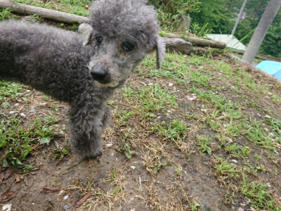 f:id:roukenhome-ann:20190710085350j:plain
