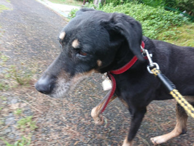 f:id:roukenhome-ann:20190710141722j:plain