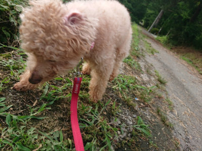 f:id:roukenhome-ann:20190710141727j:plain