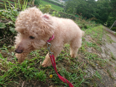 f:id:roukenhome-ann:20190710141732j:plain