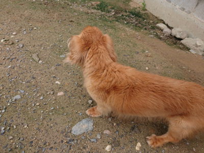 f:id:roukenhome-ann:20190710141754j:plain