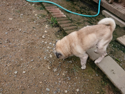 f:id:roukenhome-ann:20190710141835j:plain