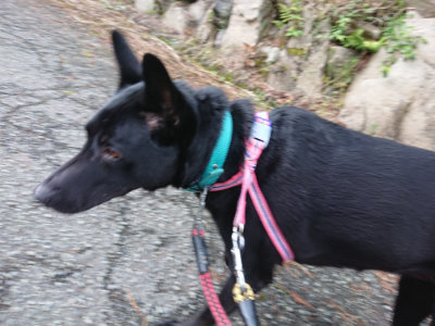f:id:roukenhome-ann:20190710142006j:plain