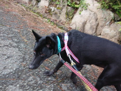f:id:roukenhome-ann:20190710142036j:plain