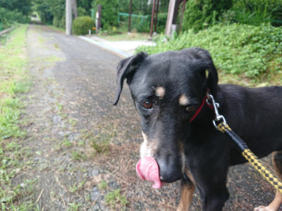 f:id:roukenhome-ann:20190710142136j:plain