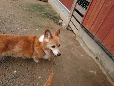 f:id:roukenhome-ann:20190710142140j:plain