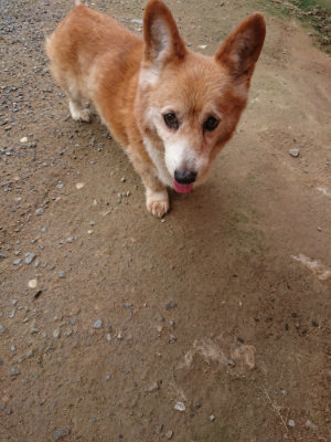 f:id:roukenhome-ann:20190710142144j:plain