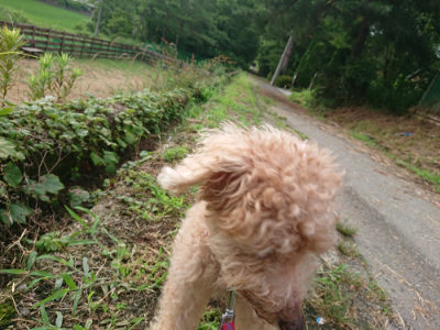 f:id:roukenhome-ann:20190710142304j:plain