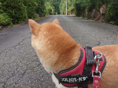 f:id:roukenhome-ann:20190710142322j:plain