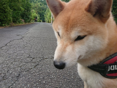 f:id:roukenhome-ann:20190710142347j:plain