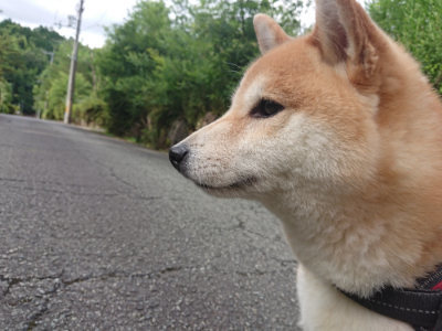 f:id:roukenhome-ann:20190710142352j:plain