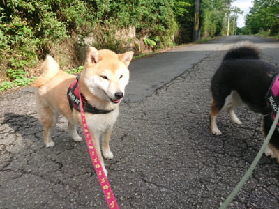 f:id:roukenhome-ann:20190710142359j:plain