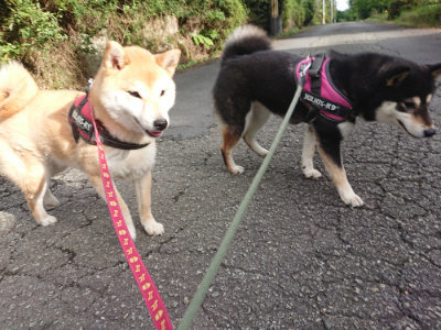 f:id:roukenhome-ann:20190710142424j:plain