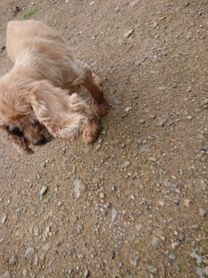 f:id:roukenhome-ann:20190710142440j:plain