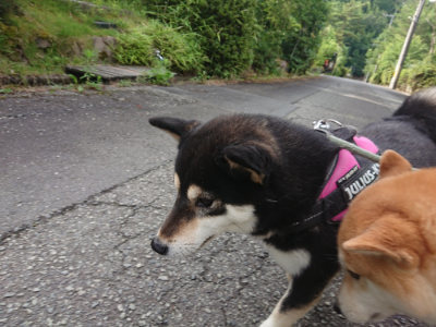 f:id:roukenhome-ann:20190710142445j:plain