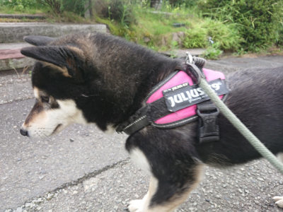 f:id:roukenhome-ann:20190710142449j:plain