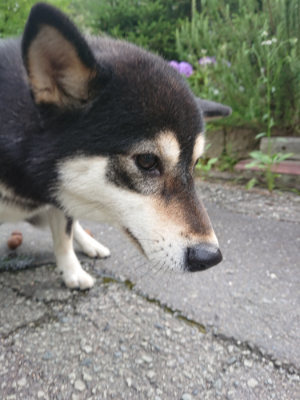 f:id:roukenhome-ann:20190710142509j:plain