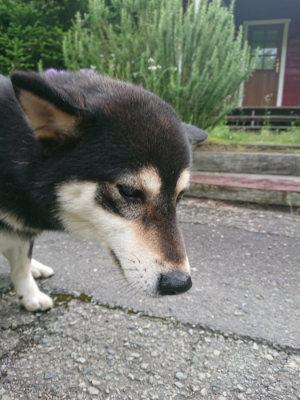 f:id:roukenhome-ann:20190710142514j:plain
