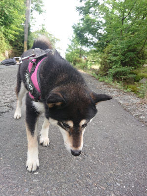 f:id:roukenhome-ann:20190710142520j:plain