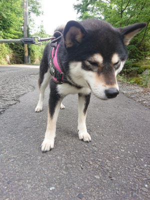 f:id:roukenhome-ann:20190710142526j:plain