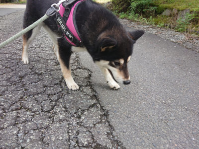 f:id:roukenhome-ann:20190710142538j:plain