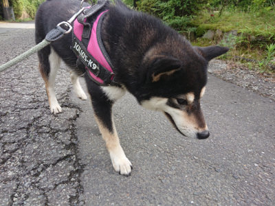 f:id:roukenhome-ann:20190710142545j:plain